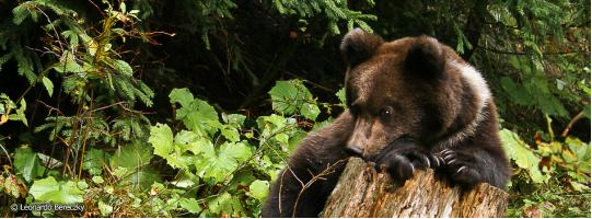 Bear watching - Aventura pe urmele ursilor pentru grupuri