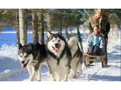 Plimbare cu atelajul tras de caini