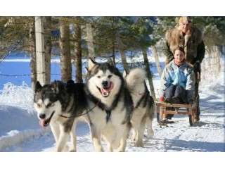 Stroll in a harness pulled by dogs