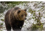 Bear Watching – Family Short Break in Brasov / Bran