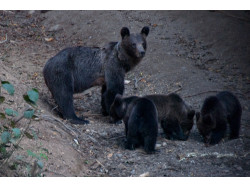 Bear Watching - Short Break pentru intreaga familie in Brasov / Bran