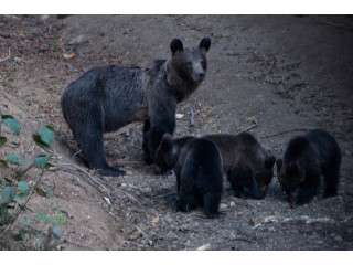 Bear Watching – Family Short Break in Brasov / Bran