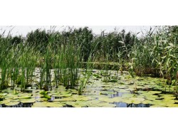 Heli dining in Delta Dunarii pentru un pasager- zbor cu elicopterul la Constanta