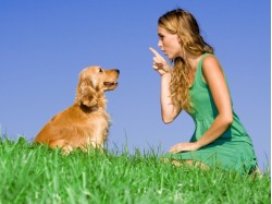 Initiere dresaj canin in Cluj-Napoca