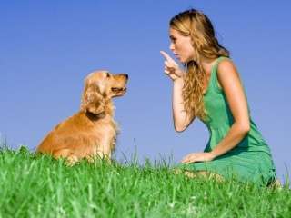 Lectie de dresaj canin in Cluj