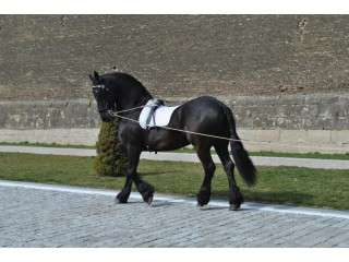 Initiere in Calarie in Alba Iulia