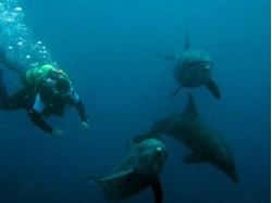 Initiere in scubadiving la Marea Neagra pentru 2