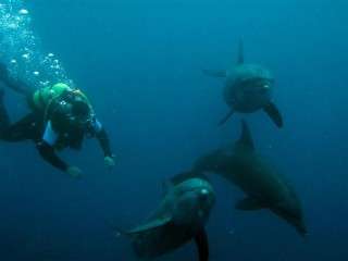 lectii de scafandru idei de cadou pentru cupluri