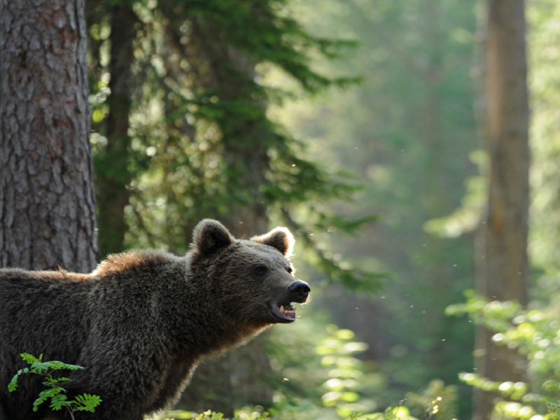 Bear Watching - Aventura pe Urmele Ursilor pentru 2